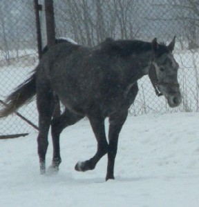 Obrazek